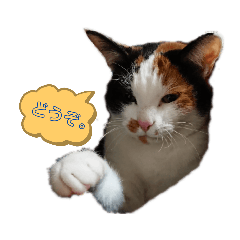 三毛猫みかんの日々