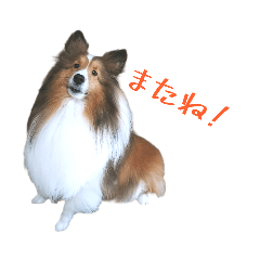 ハル！シェルティ！③