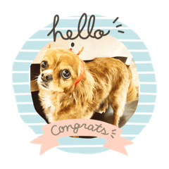 ワンコとニャンコ時々フクモモ