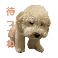 まるせんぱい。