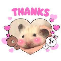 それいけゴルハム⭐︎スタローン