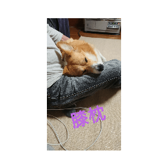 きなこデビュー