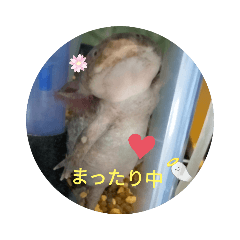 ウーパールーパー　★