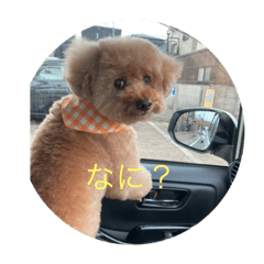 トイプードル小春の1日