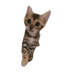 I love cats and dogs