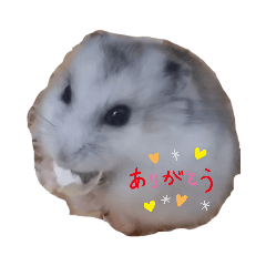 ハムスター達の日常(挨拶)