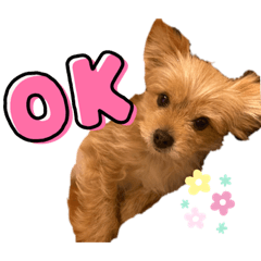 犬と私とスタンプと。パート2