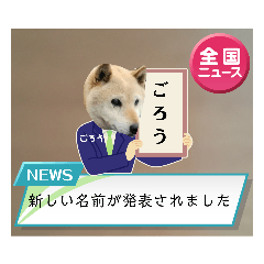 僕、ごろうです