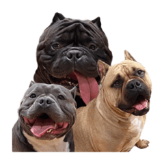 アメリカンブリー アトム＆レティ＆ラブ3