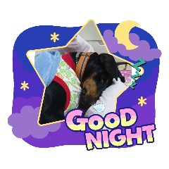 ドーベルマンなお♪