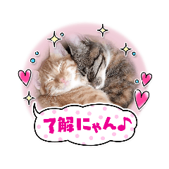 ねことよっちゃん