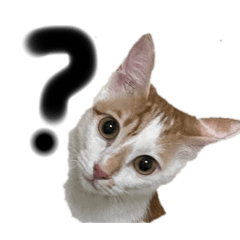 Cute & practical & fun