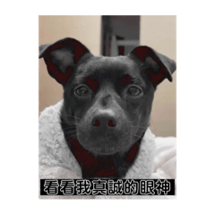 Dolly_20221125195005