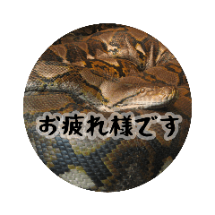 爬虫類/お疲れ様