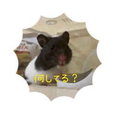 ハムスターズ( ˙꒳​˙  )