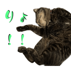 キジトラ猫のトラジ君、日常会話1