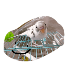 インコのハル3(LINEスタンプメーカー)