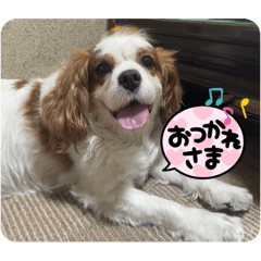 あしはら家のいぬ