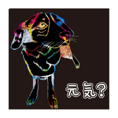 花火のような犬と猫