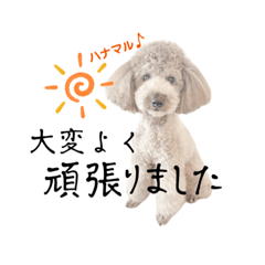 可愛いトイプー5がんばらない編