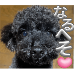 ごえもんワンコ　レトロな残暑♡ワンワン