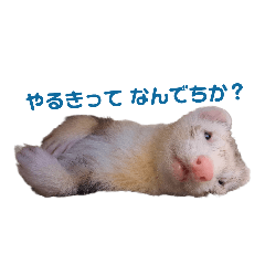フェレットの日常バジルver.
