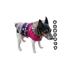 ジャックラッセルのセナくん