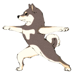 ヨガを嗜む柴犬さん