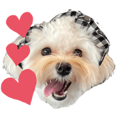 まるぷ〜のここ2