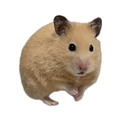 キンクマハムスターのこむぎ！♡