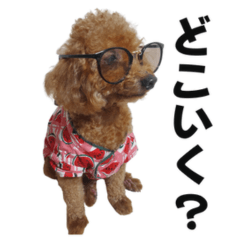 犬（トイプードル）