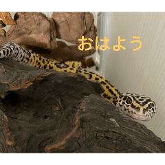 うちのレオパ(あんこ)