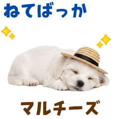 毎日使える♪マルチーズ子犬スタンプ