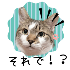 piliさんちのにゃんずスタンプ2025で～す