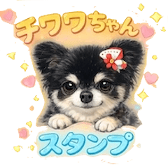 chihuahua CUTE from NAGANO