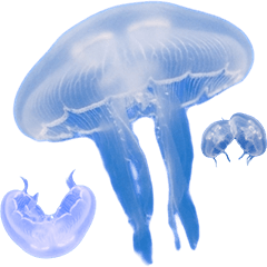 BIG! 水クラゲ　実写