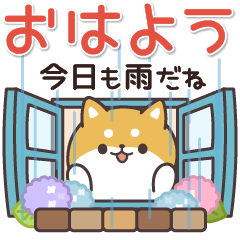 飛びだす！お返事シバイヌくん（雨の日）