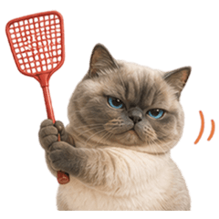 QQQQQQQQQQQQsiamese cat1wordless