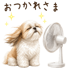 【夏】毎年使える！シーズー