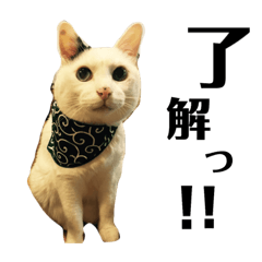 白黒猫 にゃん太くん