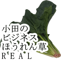 小田のビジネスほうれん草 リアル