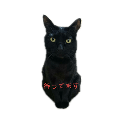 黒ネコstamp