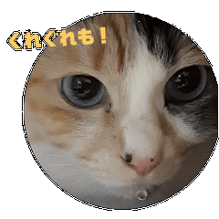 くれぐれもという猫