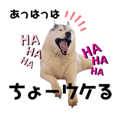 ちゃーちゃんのわんわん