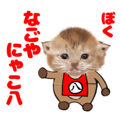 なごやにゃこ八