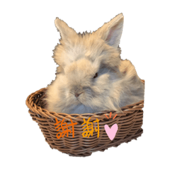 うさぎのまろんくん