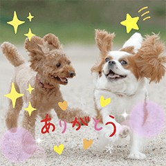 癒し犬あずもこ