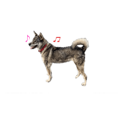 クレイジーりんさん