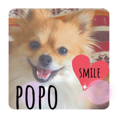 ポメ穂々の愉快な1日