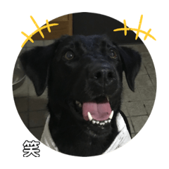 黒ラブロビンちゃんスタンプ✨